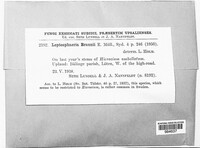 Image of Leptosphaeria braunii